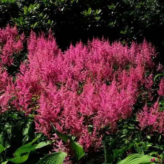 Астильба Рейнланд