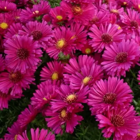 Астра Кассел