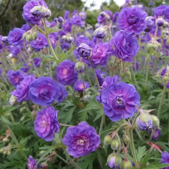 Герань гималайская Пленум