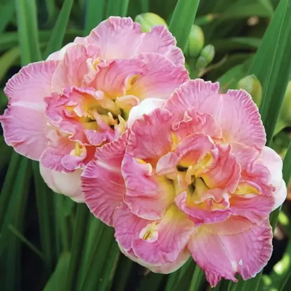 Лилейник Лейси Долли