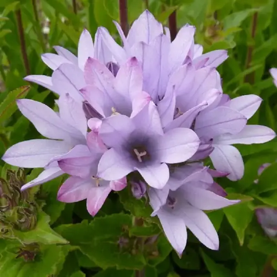 Колокольчик скученный Кэролайн