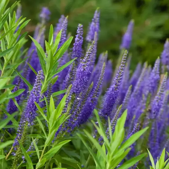 Вероника длиннолистная Блауризин