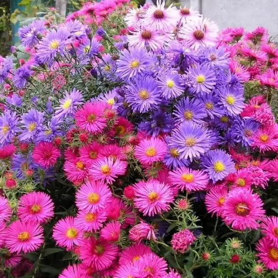 Астра микс сортов