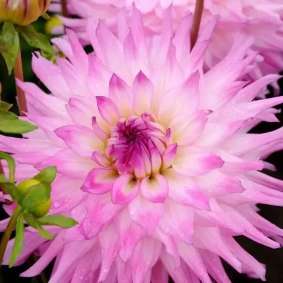 Георгина Айс Саммер Эмошенс