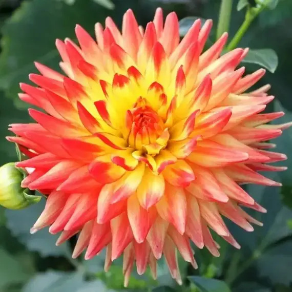 Георгина Бриджвью Алоха