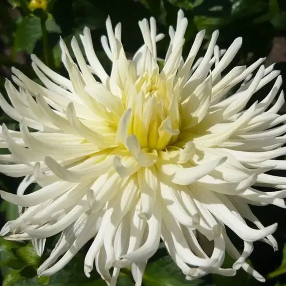 Георгина Вайт Стар