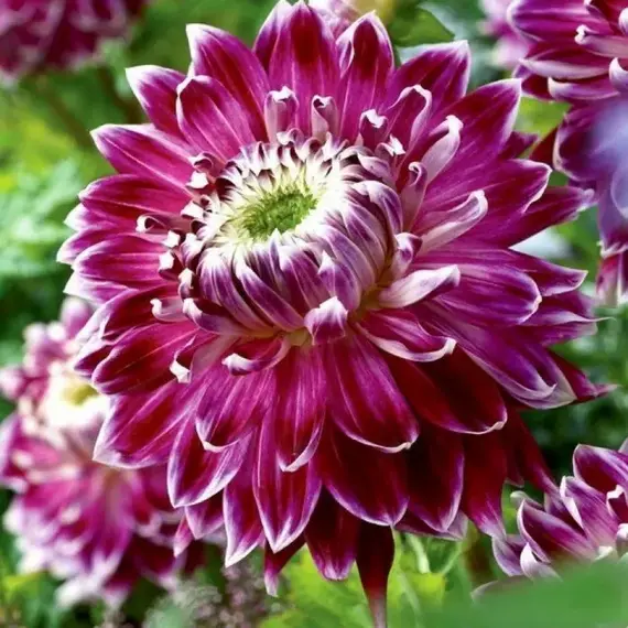 Георгина Ванкувер