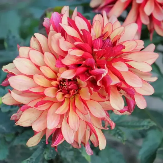 Георгина Галлери Арт Деко