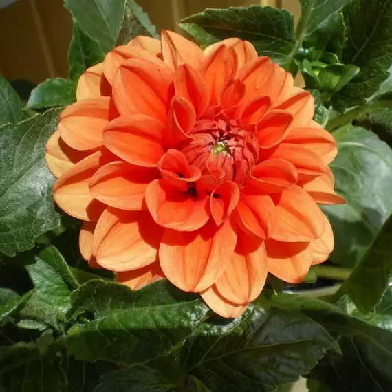 Георгина Галлери Винсент