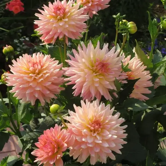 Георгина Галлери Леонардо