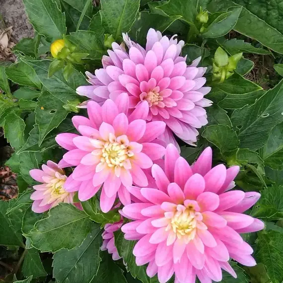 Георгина Галлери Рембрант