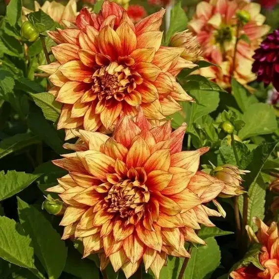 Георгина Дэззлинг Мэджик