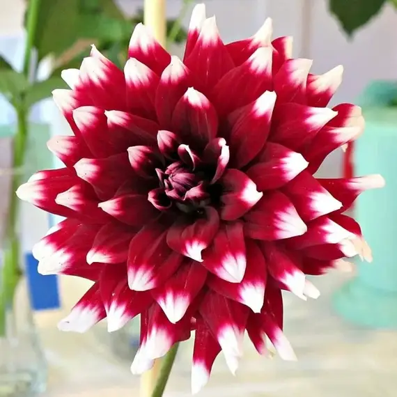 Георгина Дуэт