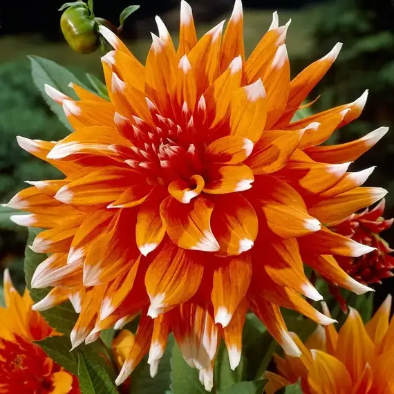 Георгина Колор Спектакль