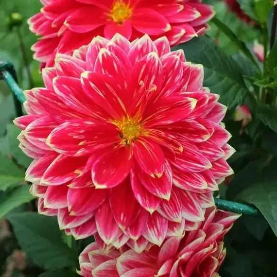 Георгина Мистер Оптимист