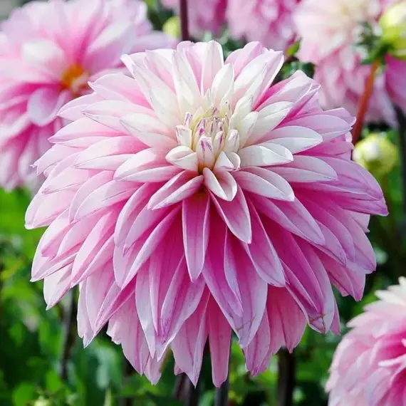 Георгина Парадайз Сити