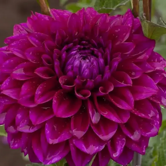 Георгина Пурпл Джиант