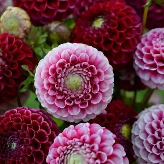 Георгина Шик А Ди Юс