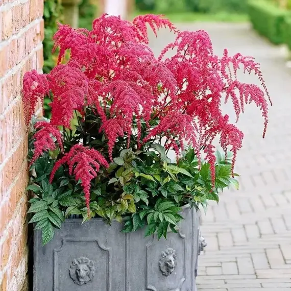 Астильба Ред Чарм