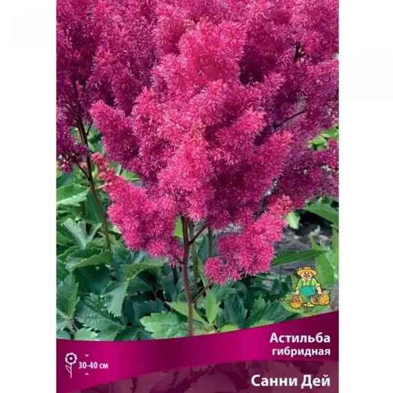 Астильба Санни Дэй