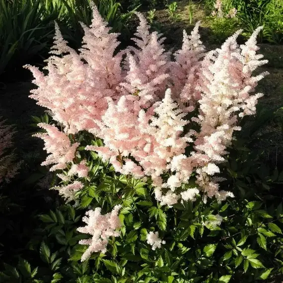 Астильба Юник Сэлмон