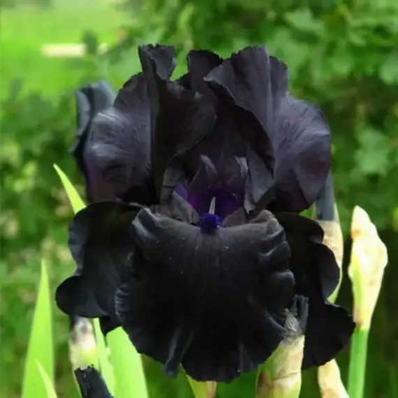 Ирис бородатый Блэк Вотч