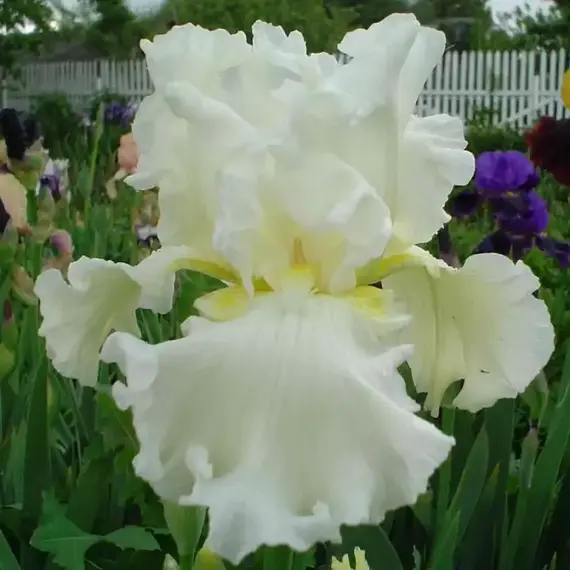 Ирис бородатый Элизабет Полдарк