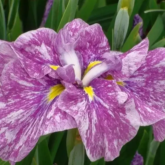 Ирис мечевидный Кийозуру