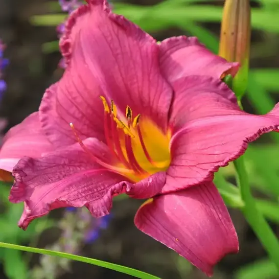 Лилейник Саммер Вайн