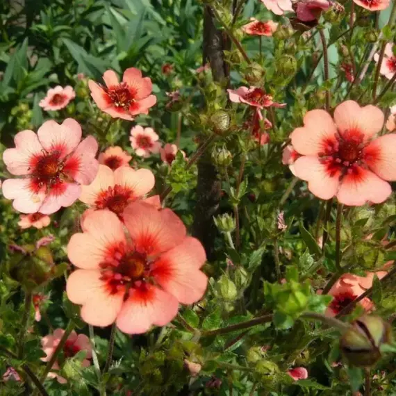 Лапчатка гибридная Твинклин Стар