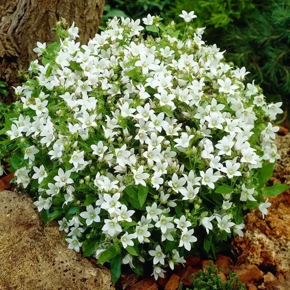 Колокольчик молочноцветковый Вайт Пуф