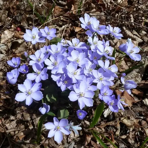 Джефферсония сомнительная