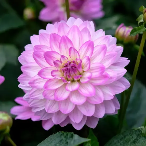 Георгина Битси