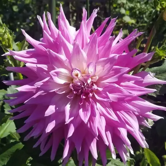 Георгина Мингус Рэнди