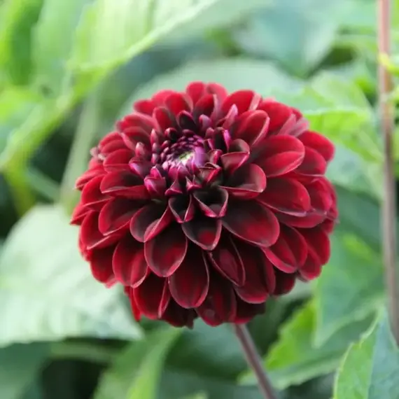 Георгина Дарк Спирит