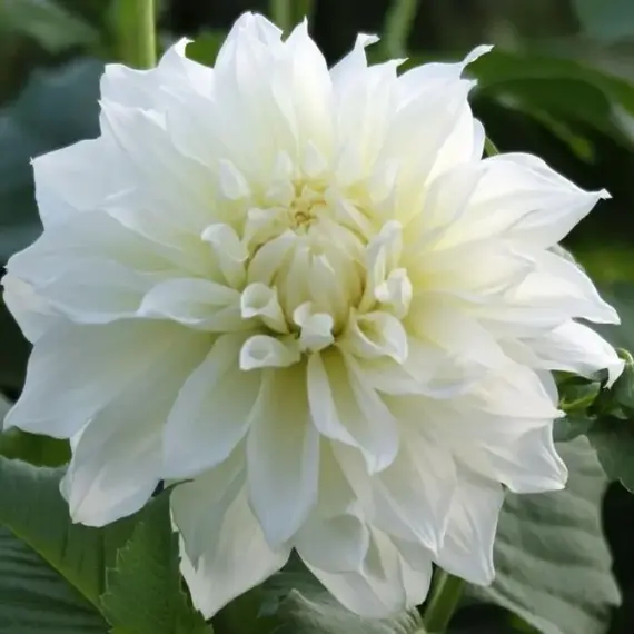 Георгина Айсберг