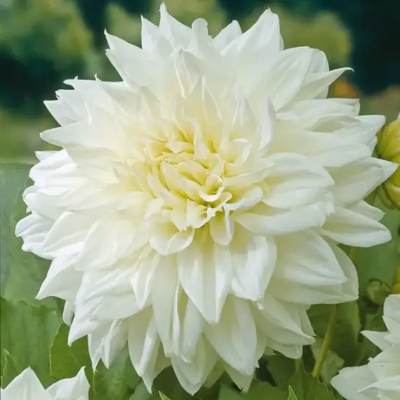 Георгина Вайт Перфекшн