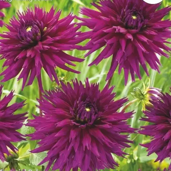 Георгина Империал Пэлас