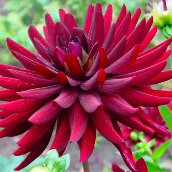 Георгина Лесото