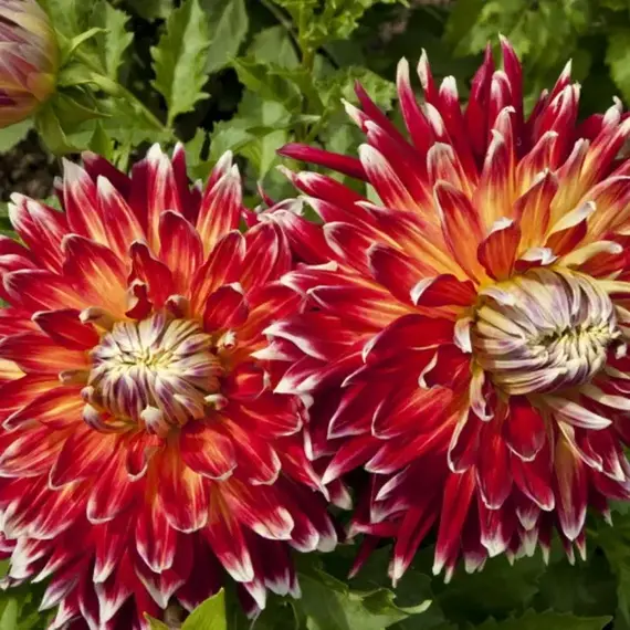 Георгина Акита