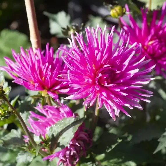 Георгина Блю Рекорд