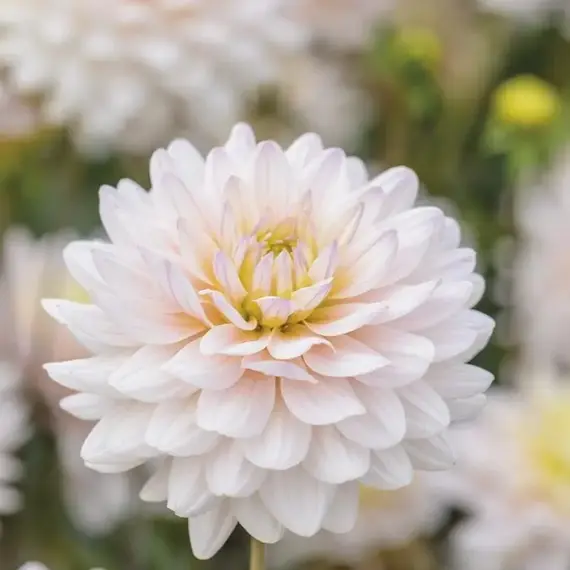 Георгина Дайанас Мемори