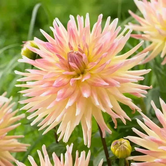 Георгина Кабана Банана