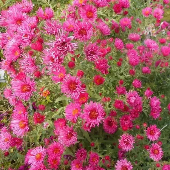 Астра Анденкен ан Альма Пёчке