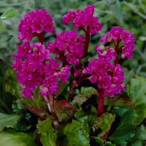 Бадан Абендглут