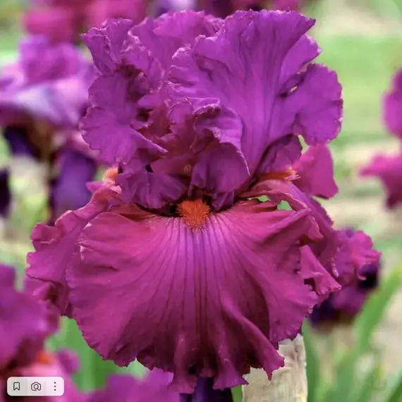 Ирис германский Эвер Афтер