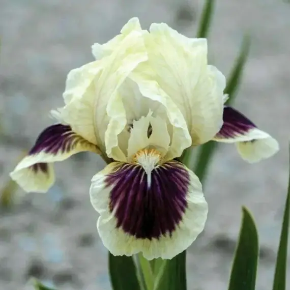 Ирис карликовый Блэк Черри Делайт