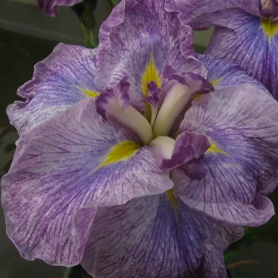 Ирис мечевидный Динерплейт Сандаэ