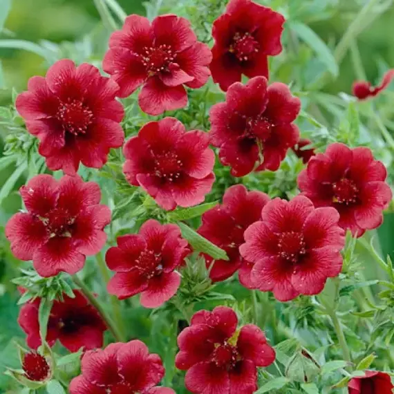 Лапчатка Монарх Вельвет