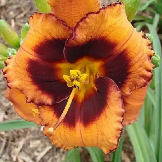 Лилейник Мэйдлин Неттлс Айз